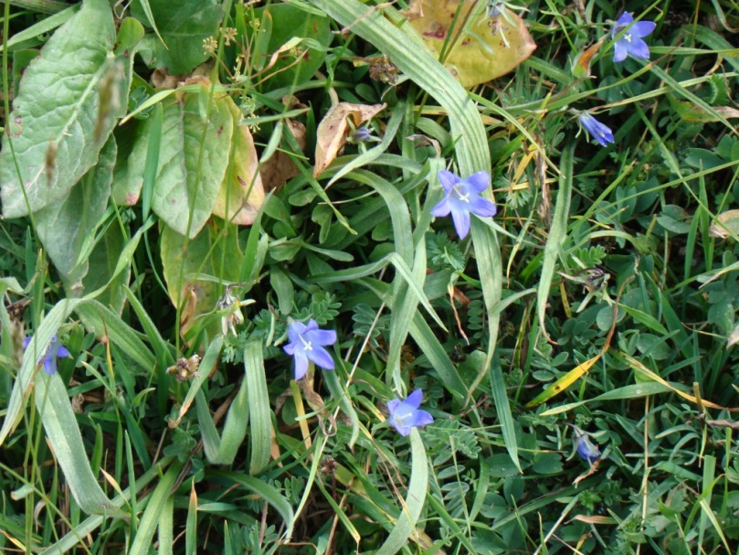 Image of genus Campanula specimen.