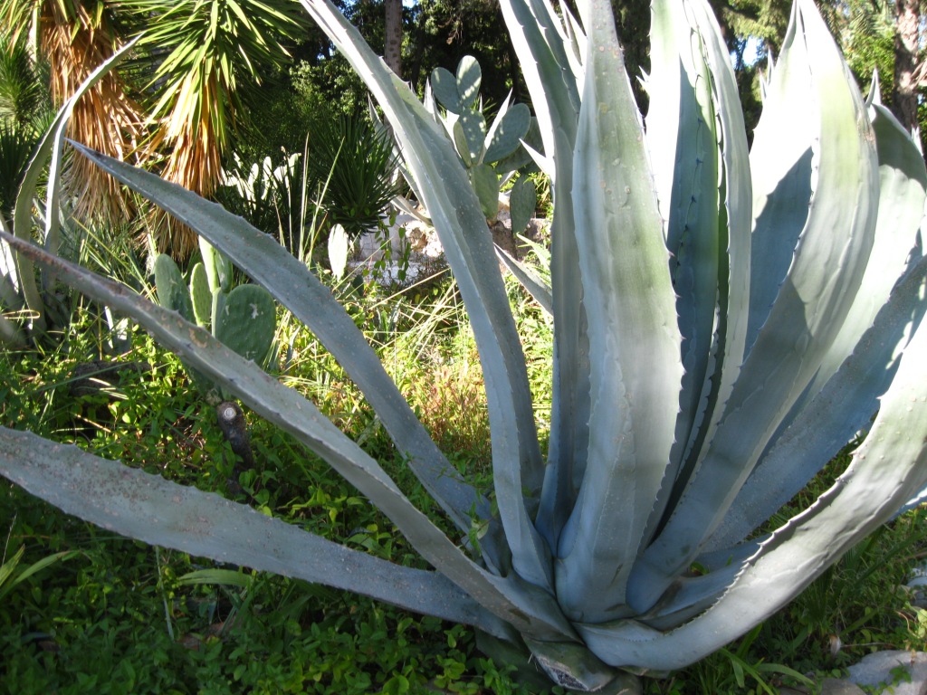 Image of Agave americana specimen.