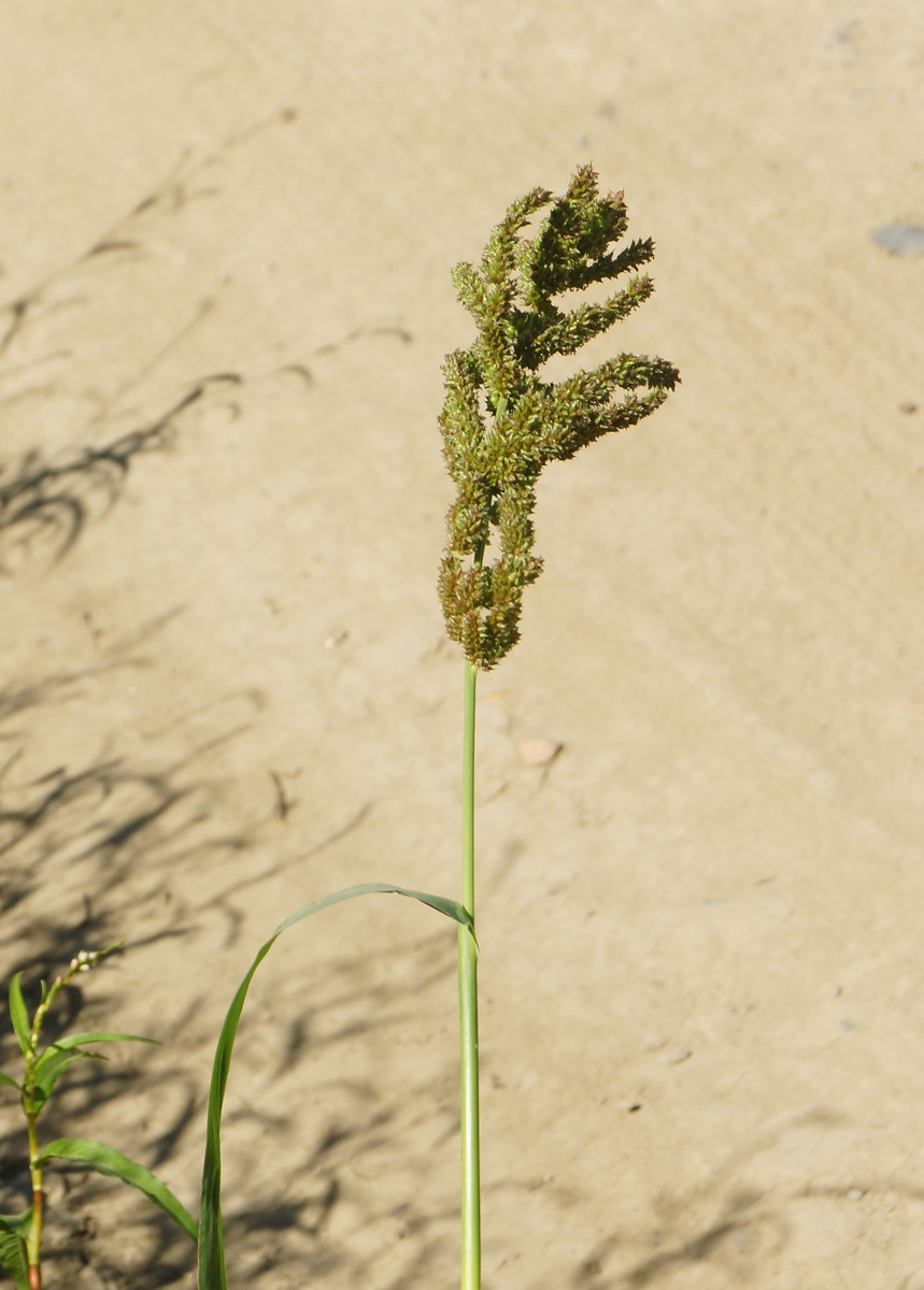 Изображение особи Echinochloa crus-galli.