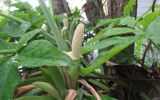 Syngonium podophyllum