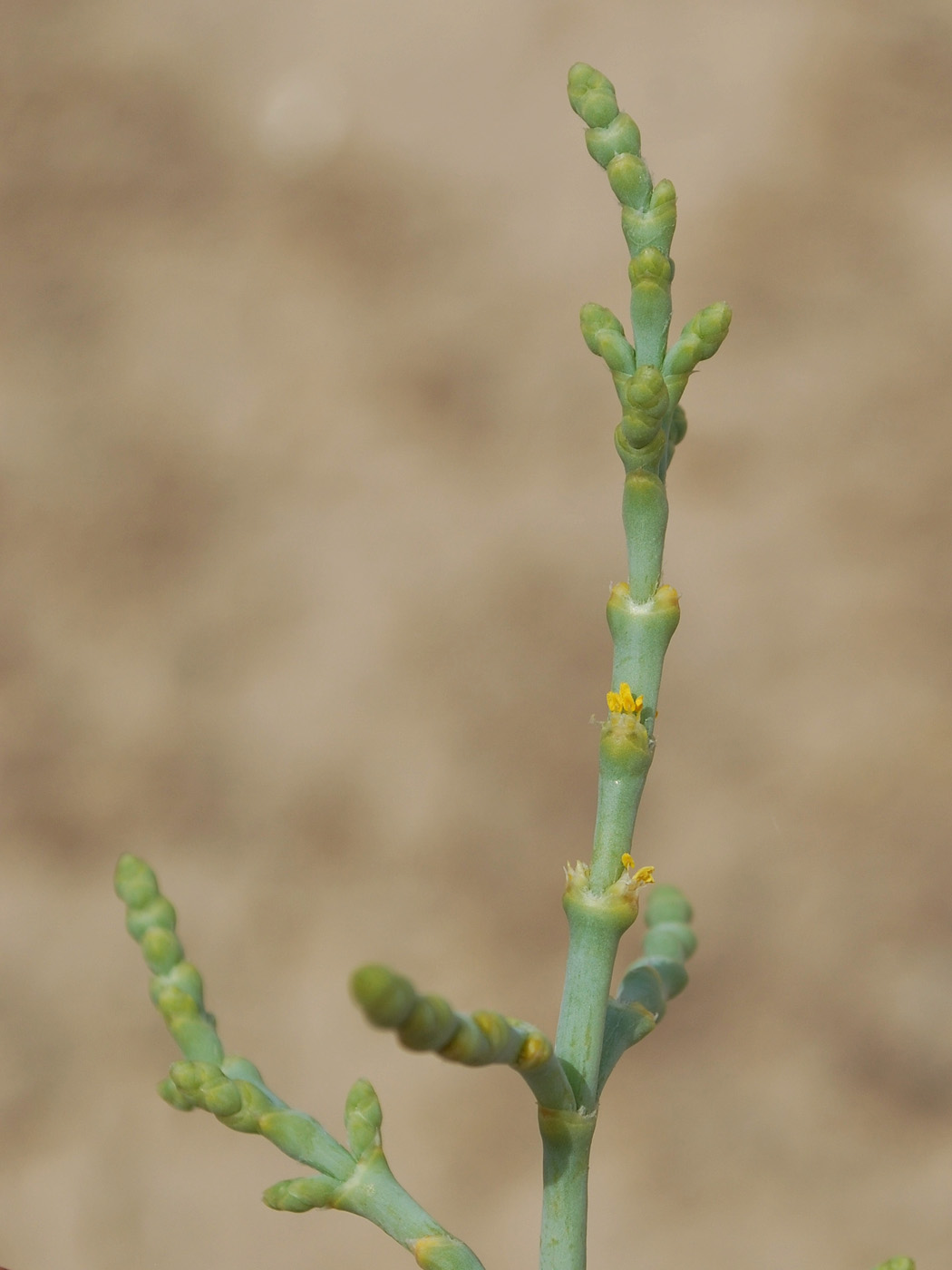 Image of Anabasis ferganica specimen.