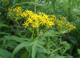 Senecio cannabifolius