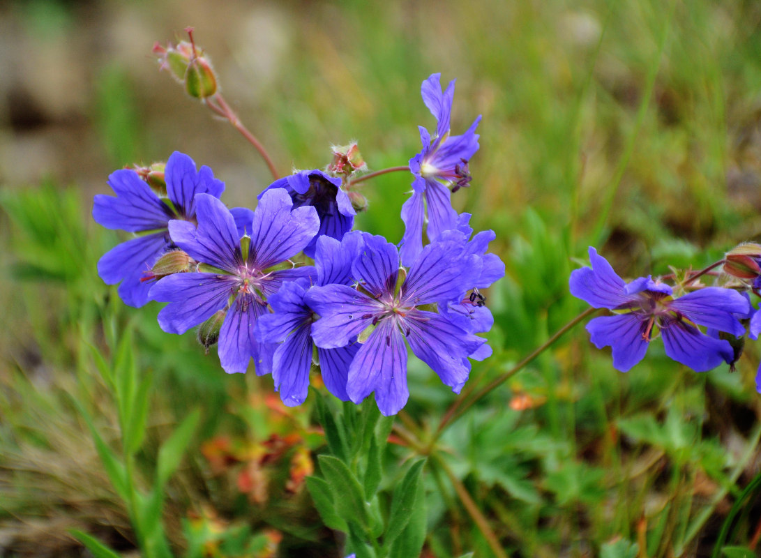 Изображение особи Geranium gymnocaulon.