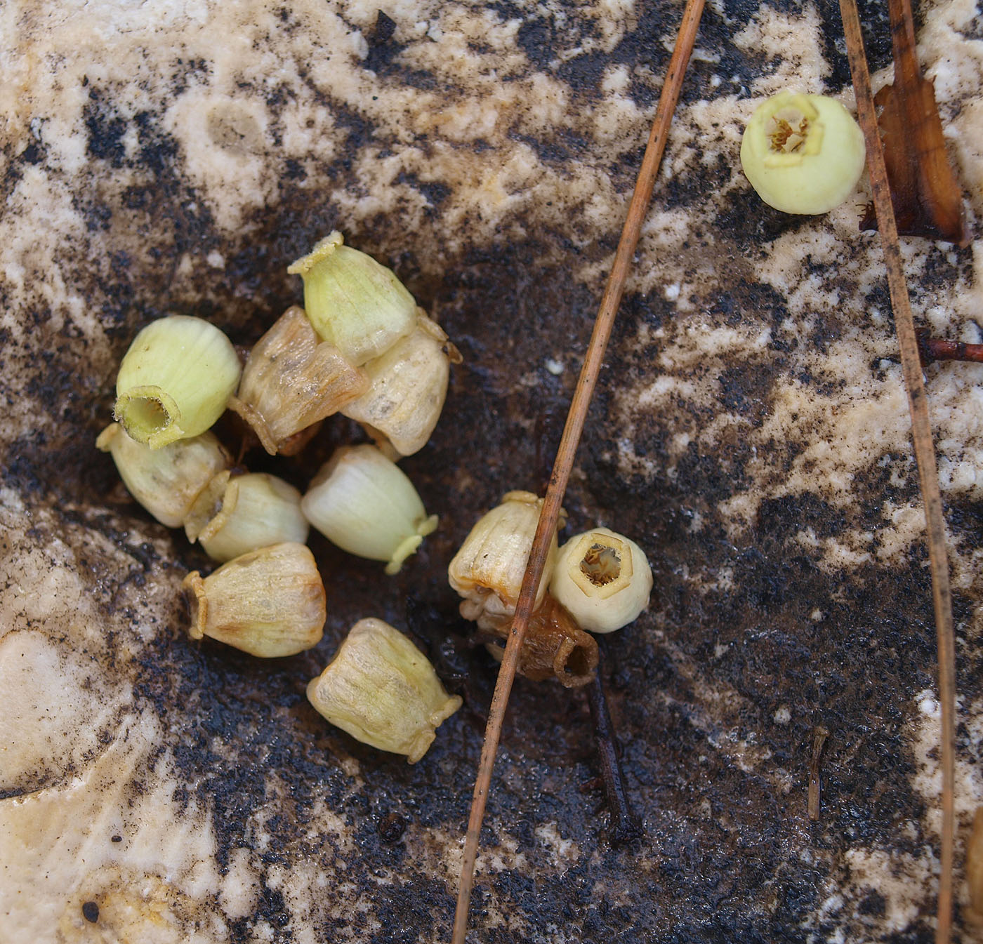 Image of Arbutus xalapensis specimen.