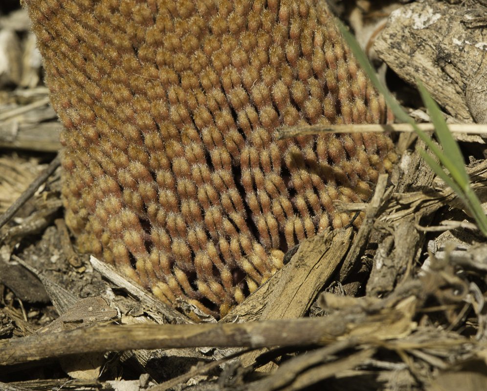 Image of Banksia blechnifolia specimen.