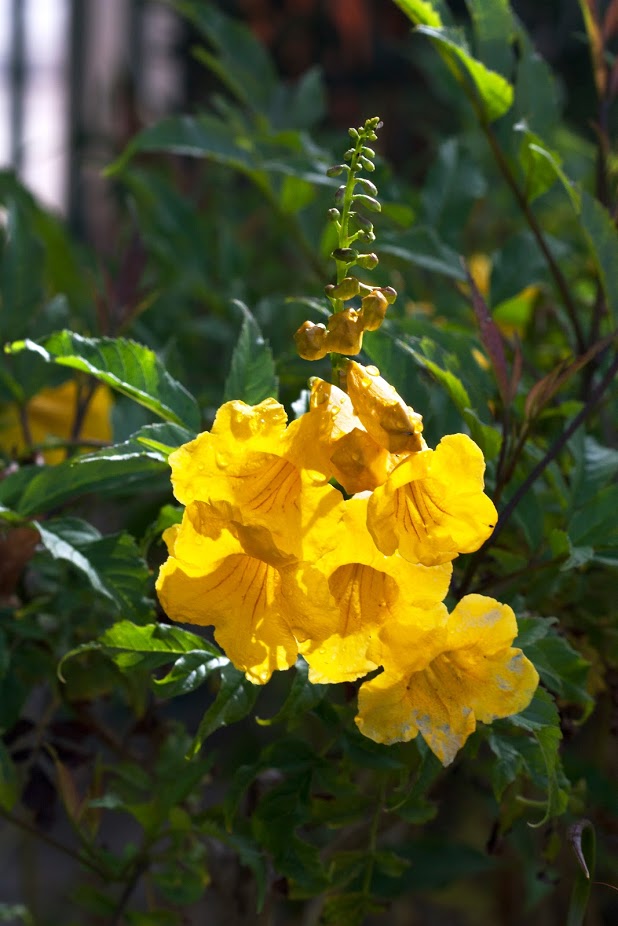 Image of Tecoma castanifolia specimen.