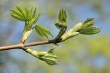 Acer pseudoplatanus