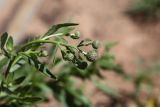 Смотреть изображение Cirsium setosum