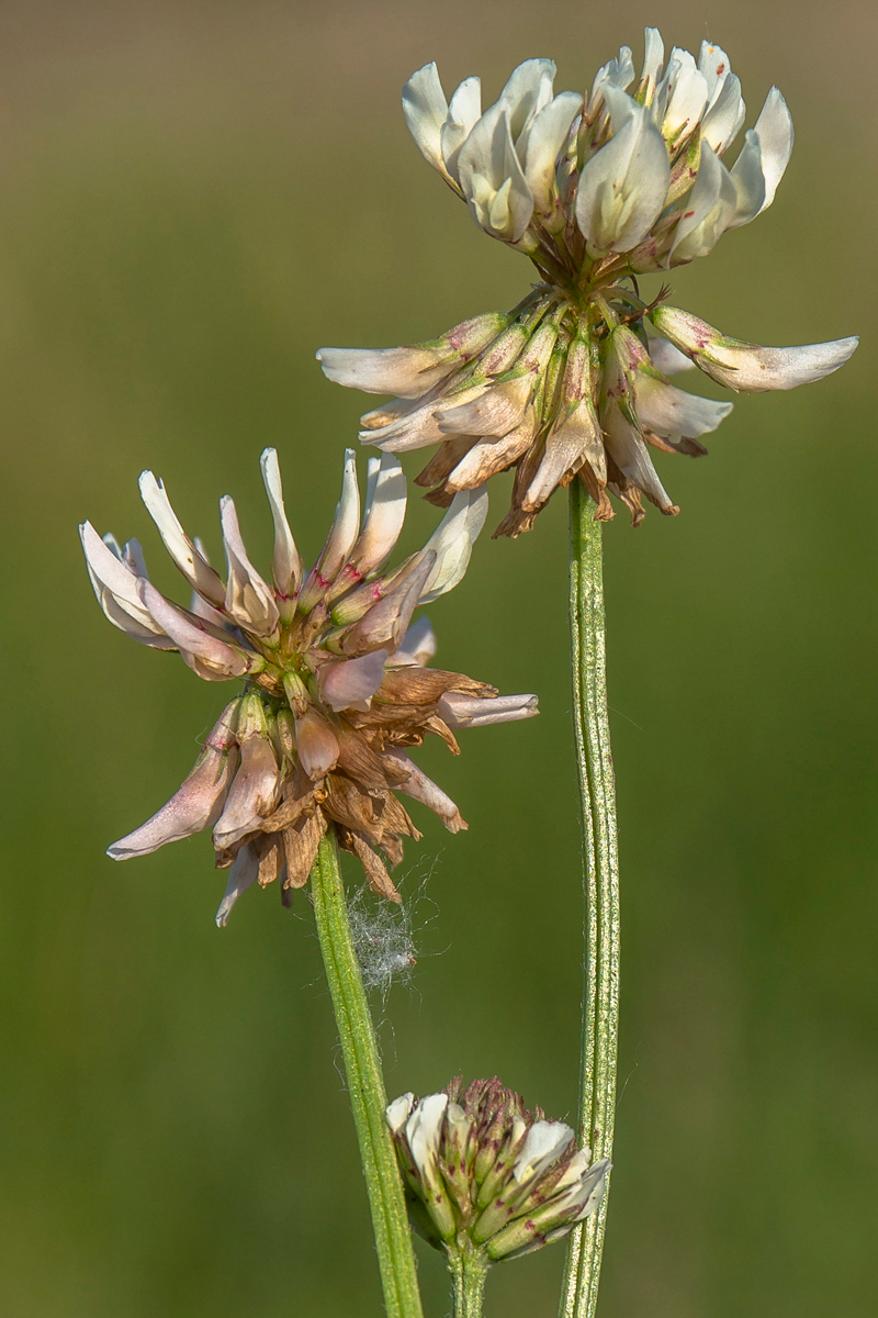 Image of Trifolium repens specimen.