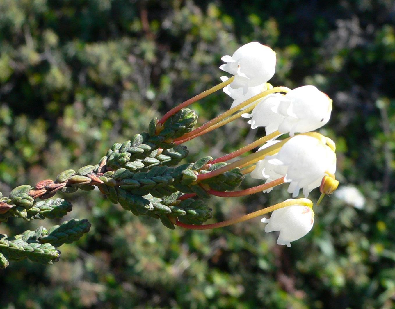 Image of Cassiope tetragona specimen.