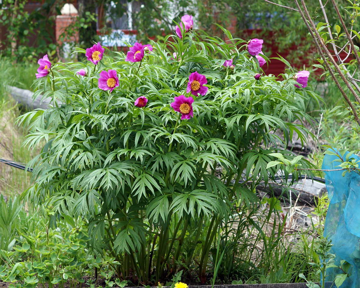 Image of Paeonia anomala specimen.