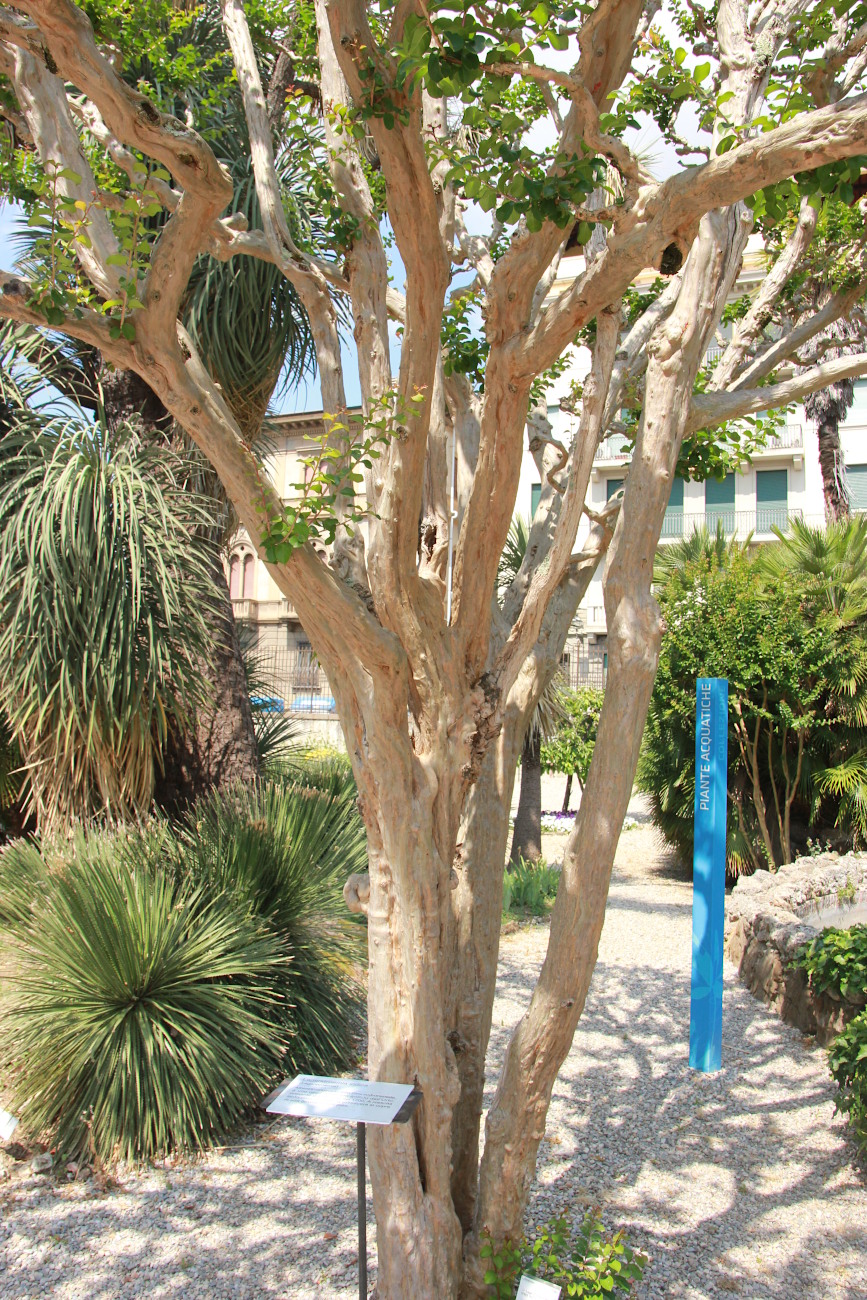 Image of Lagerstroemia indica specimen.