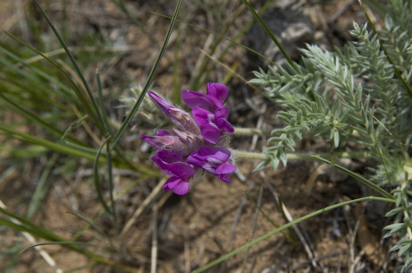 Изображение особи Oxytropis lanata.