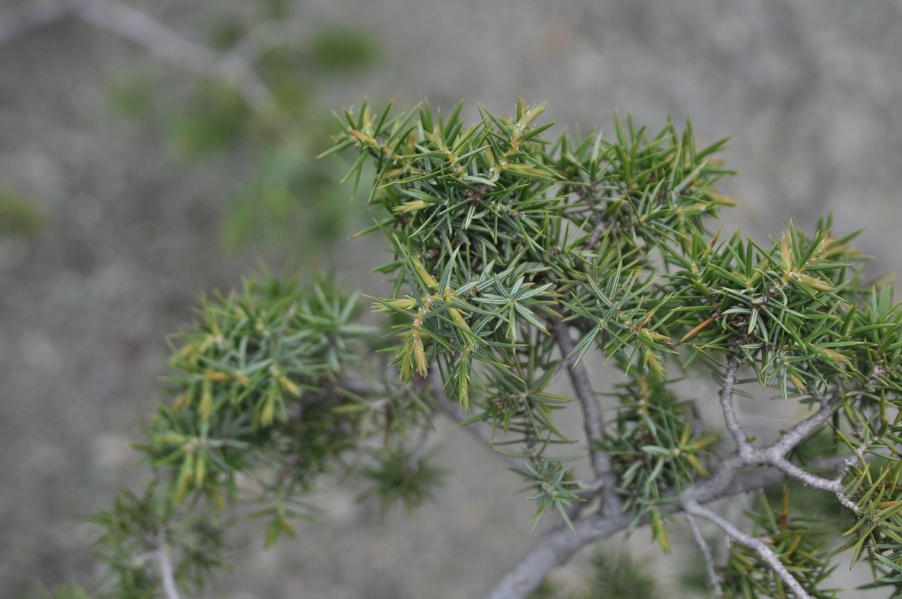 Image of Juniperus deltoides specimen.