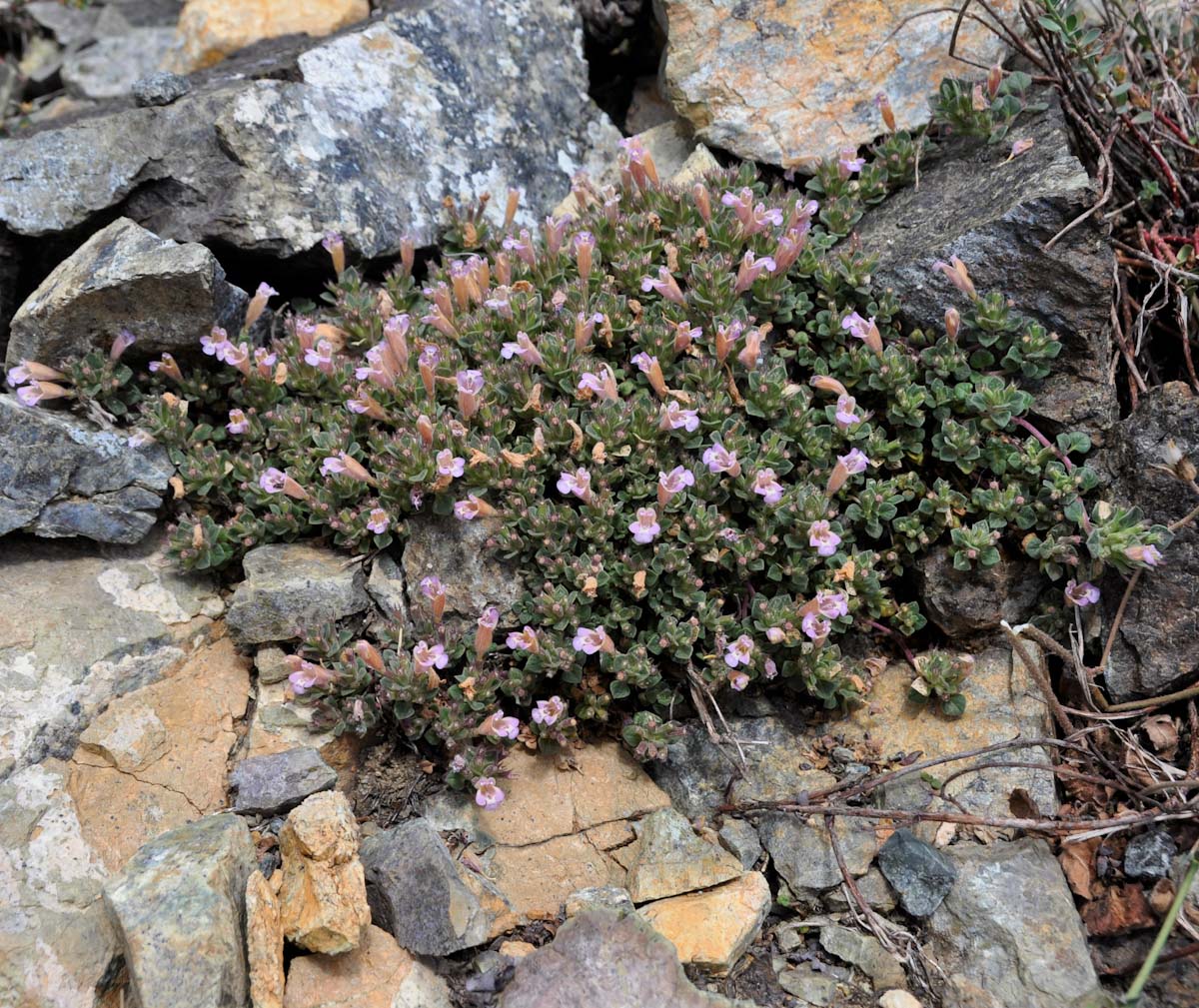 Image of Ziziphora troodi specimen.