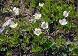 Anemone sylvestris