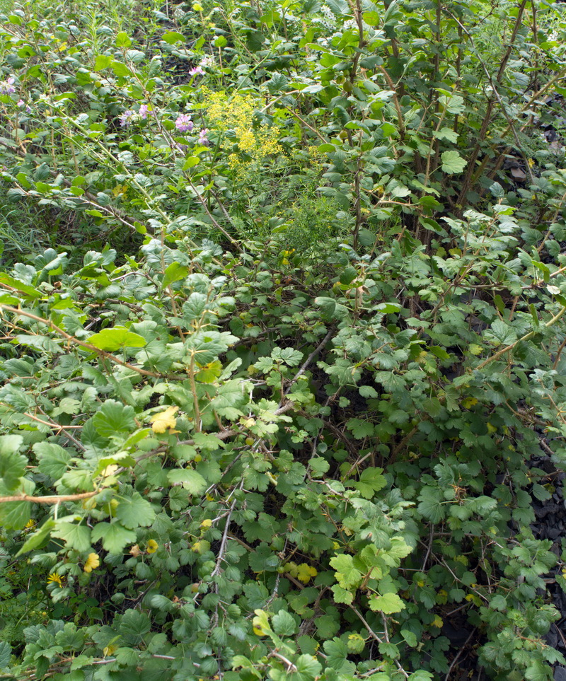 Image of Grossularia reclinata specimen.