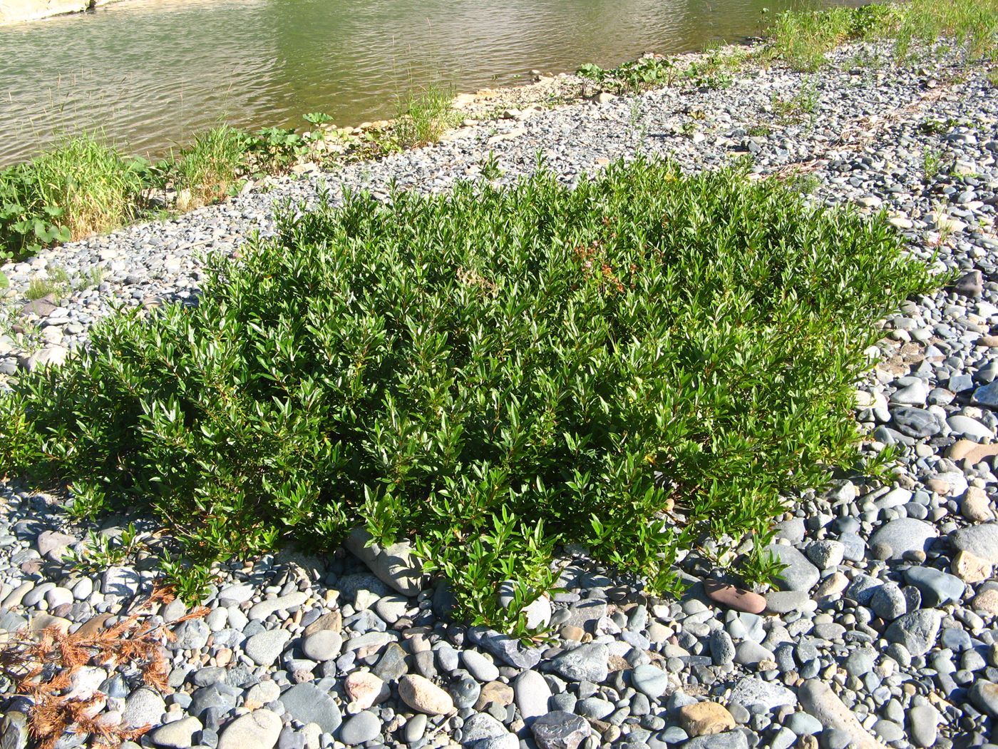 Изображение особи Salix rhamnifolia.