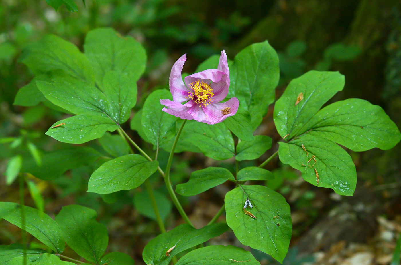 Изображение особи Paeonia caucasica.