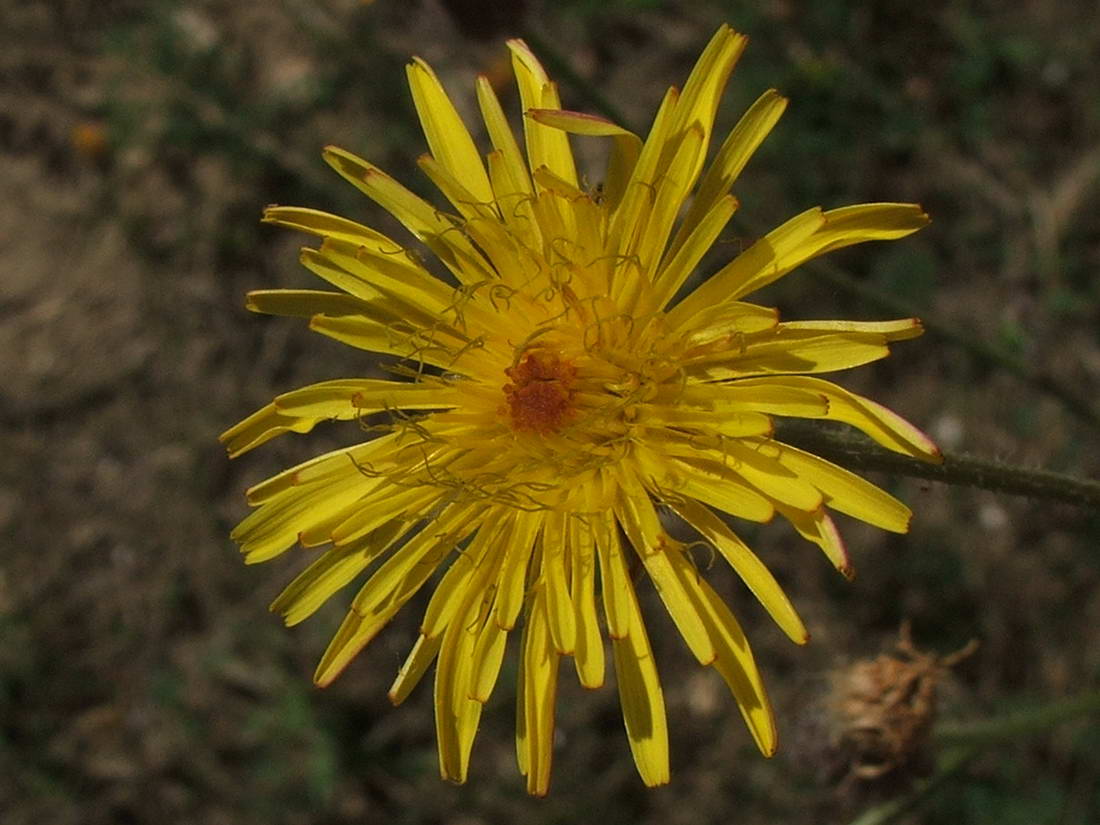 Изображение особи Crepis rhoeadifolia.