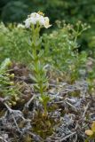 Galium oshtenicum. Цветущее растение. Краснодарский край, Апшеронский р-н, гора Черногор, ≈ 1700 м н.у.м., скальное обнажение, на моховой подушке. 06.07.2019.