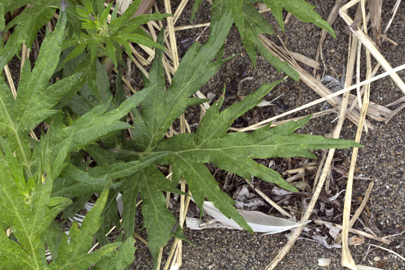 Image of Artemisia montana specimen.