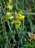 genus Rhinanthus. Верхушка побега с соцветием. Сербия, национальный парк Тара, плоскогорье Равна Тара, луг. 08.07.2019.