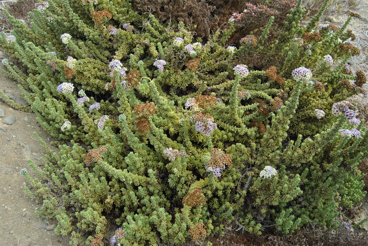 Изображение особи Heliotropium pycnophyllum.