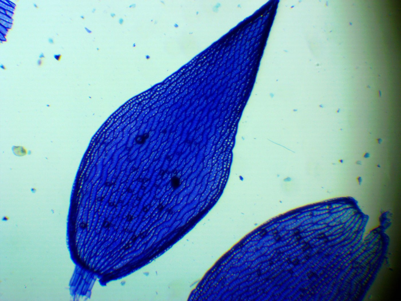 Image of Sphagnum girgensohnii specimen.