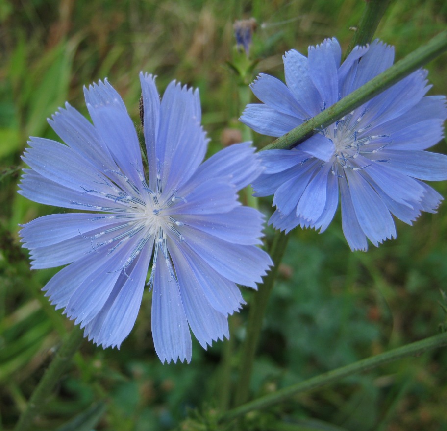 Image of Cichorium intybus specimen.