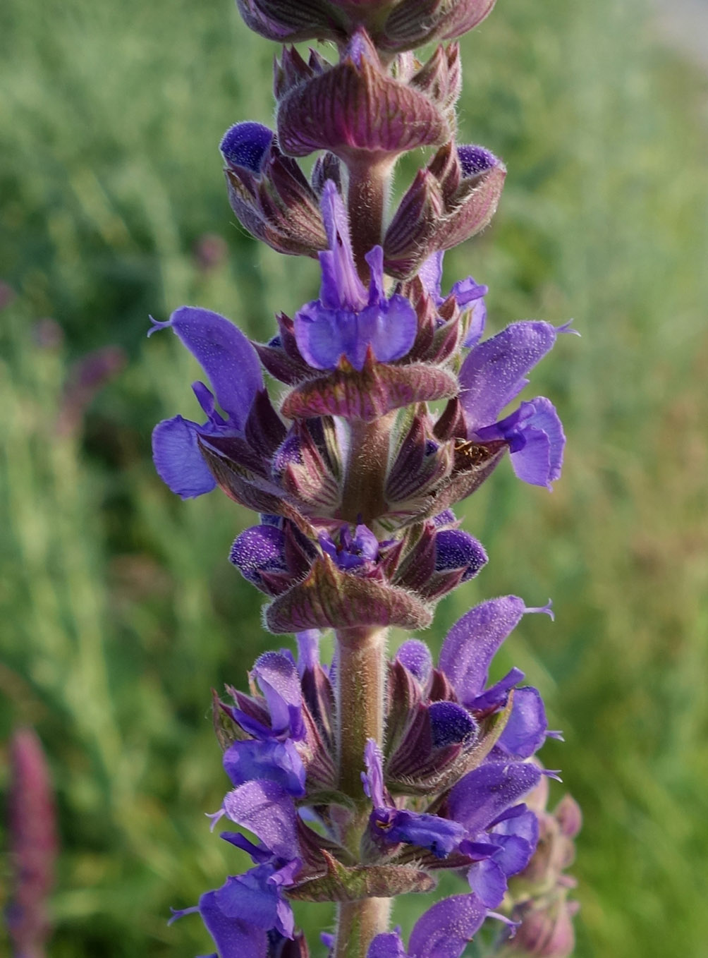 Image of Salvia deserta specimen.