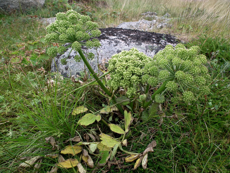 Image of Archangelica officinalis specimen.