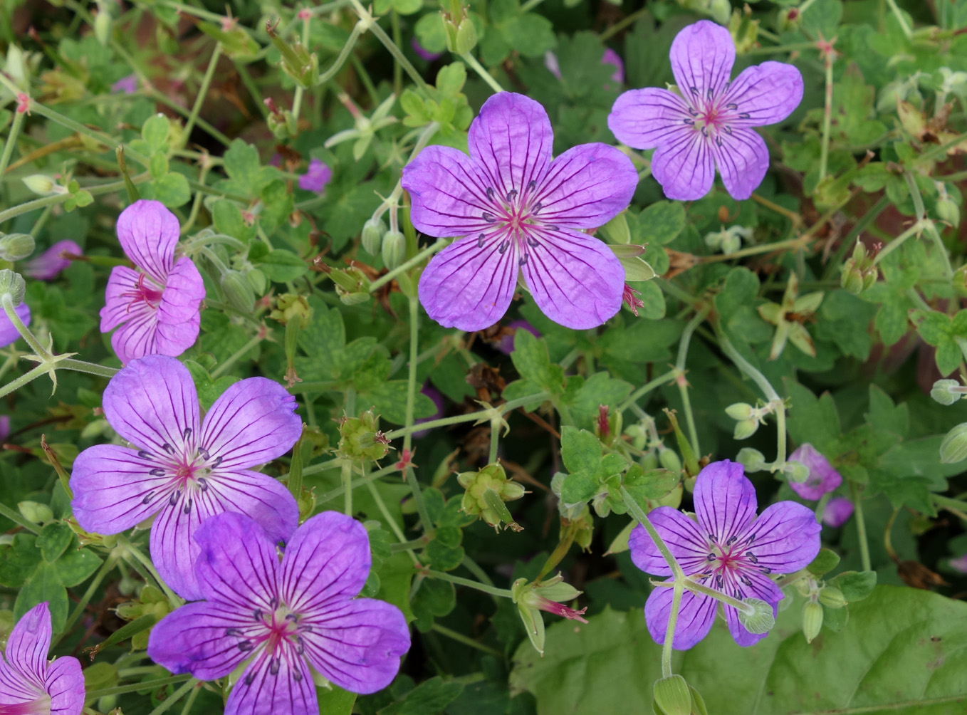 Изображение особи Geranium wlassovianum.