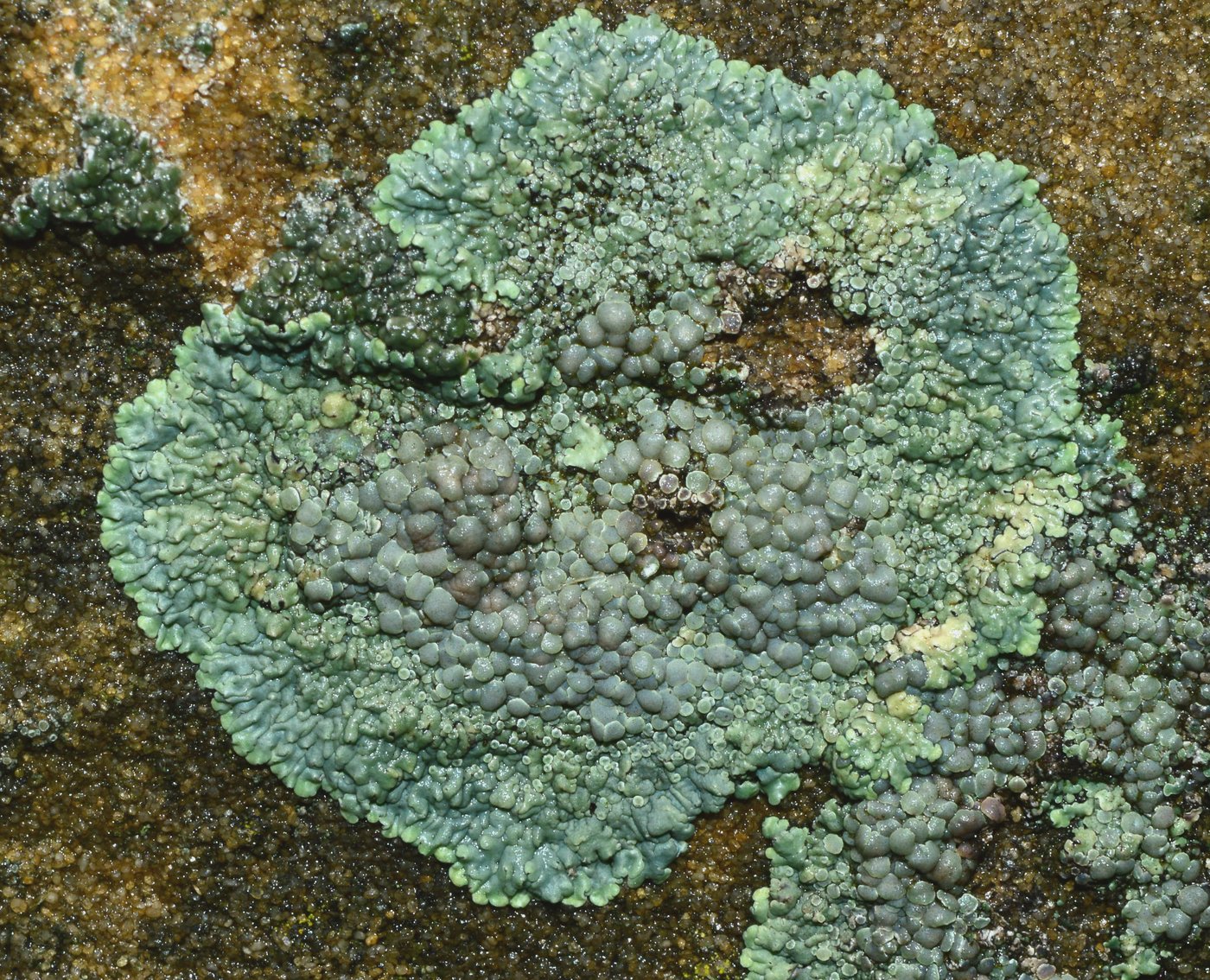 Изображение особи Lecanora muralis.