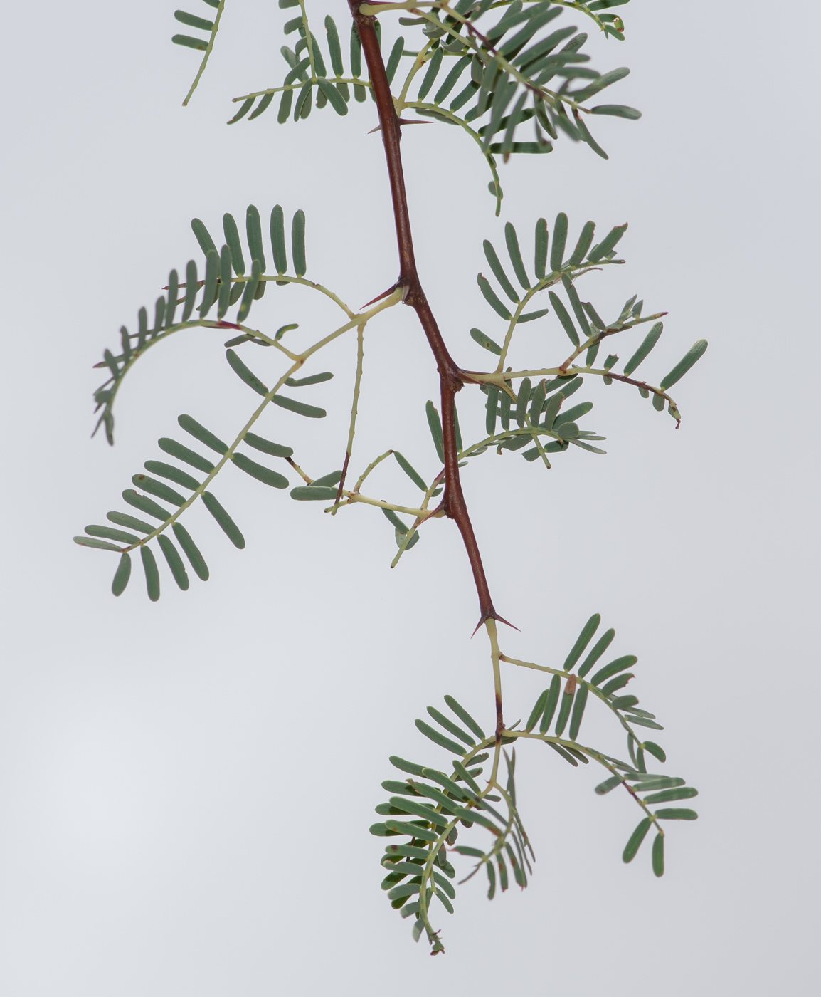 Image of Vachellia erioloba specimen.