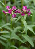 Pedicularis resupinata