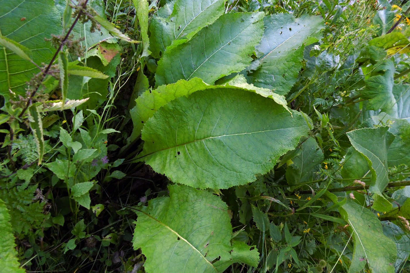 Изображение особи Inula magnifica.