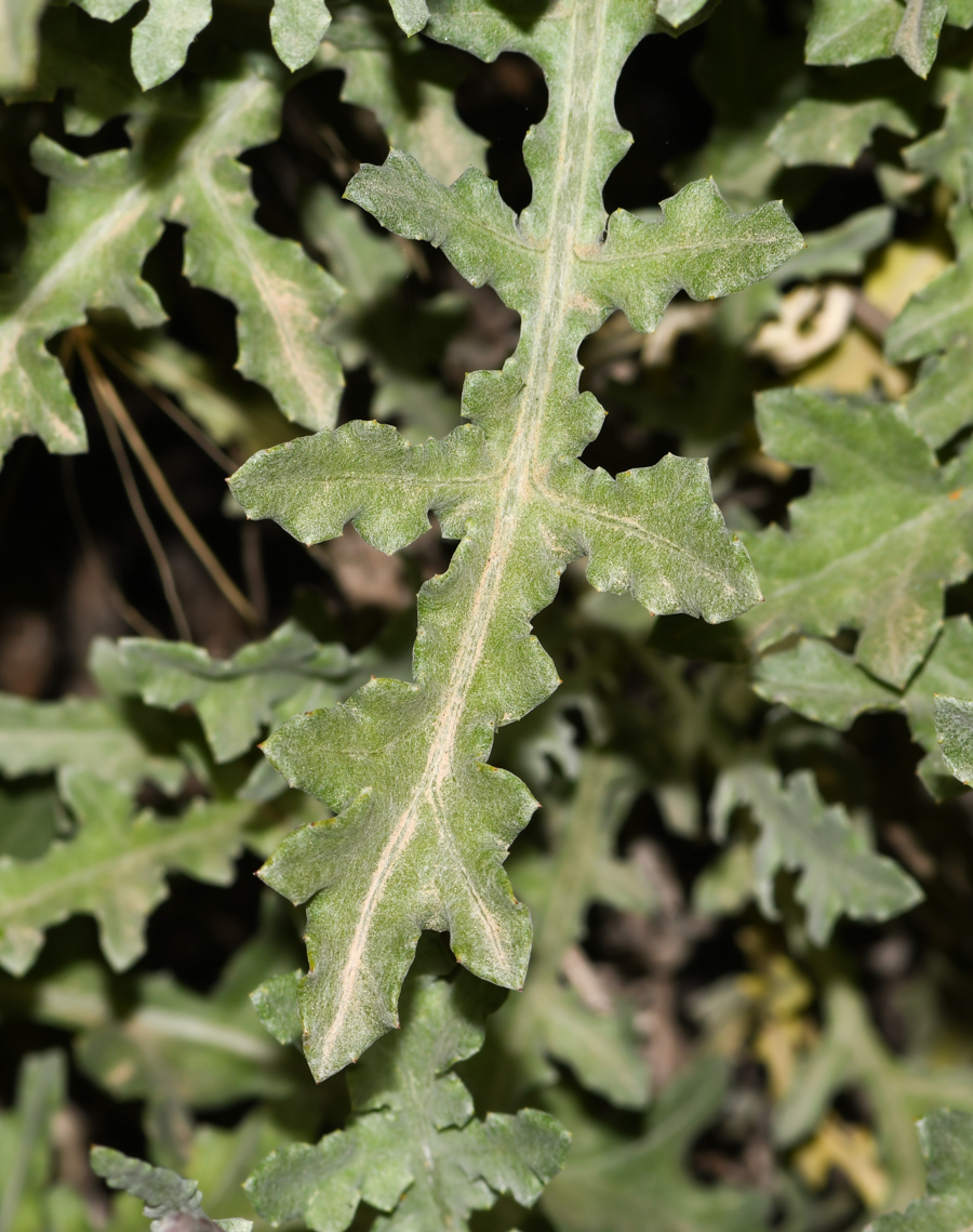 Image of Arctotis hybrida specimen.