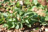 Arisarum vulgare