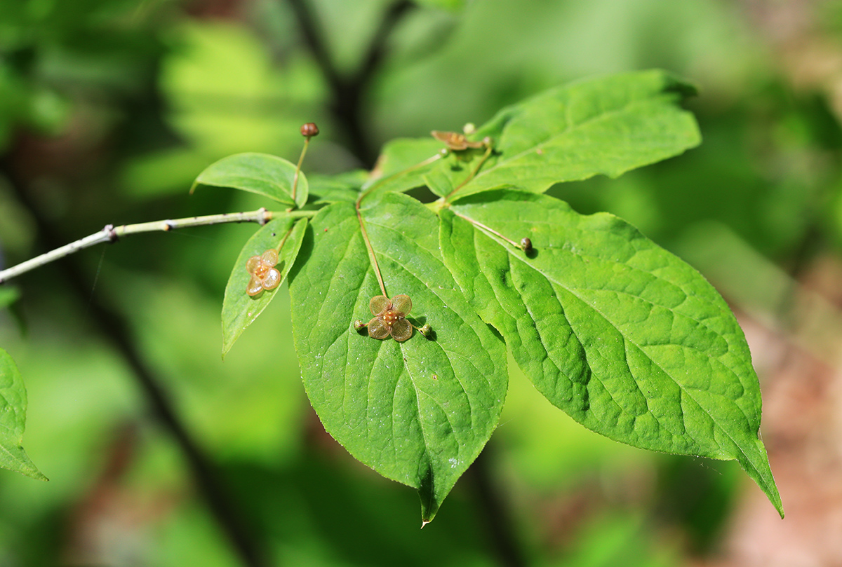 Image of Euonymus pauciflorus specimen.