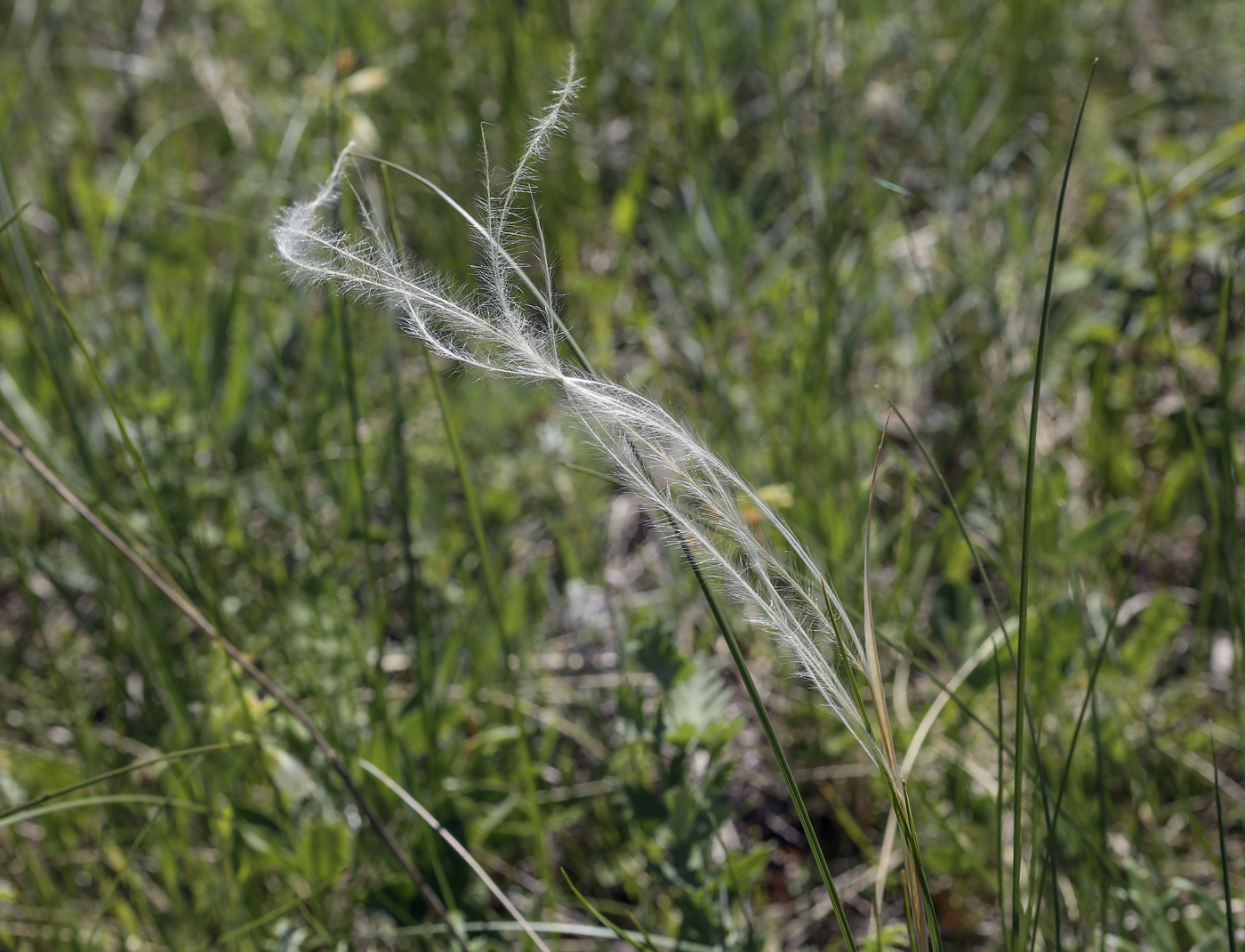 Изображение особи Stipa pennata.