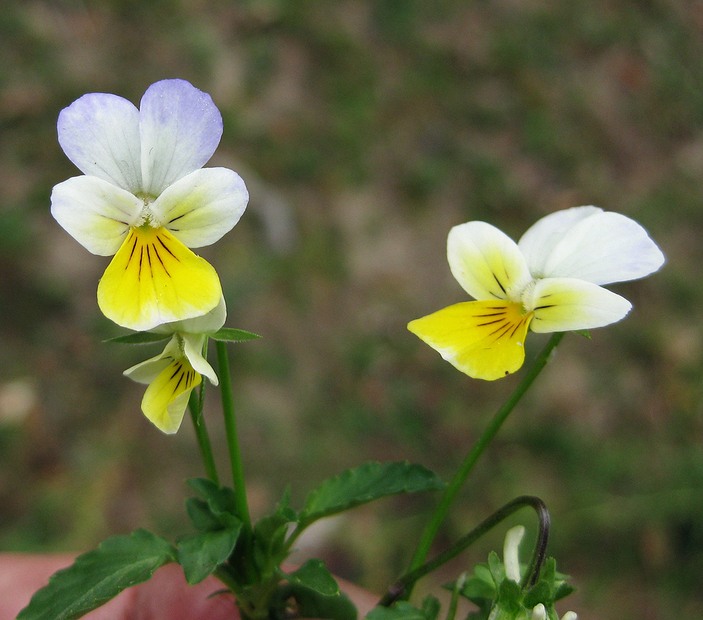 Изображение особи Viola tricolor.