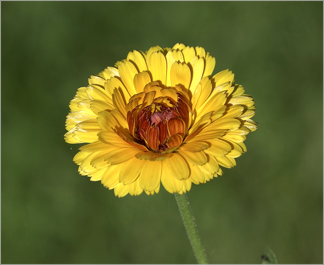 Image of Calendula officinalis specimen.