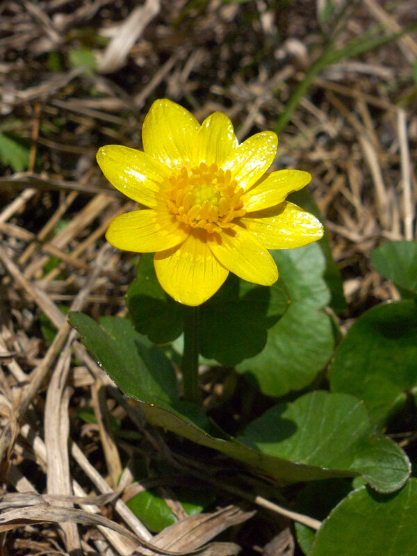 Image of Ficaria verna specimen.