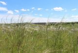 Stipa dasyphylla