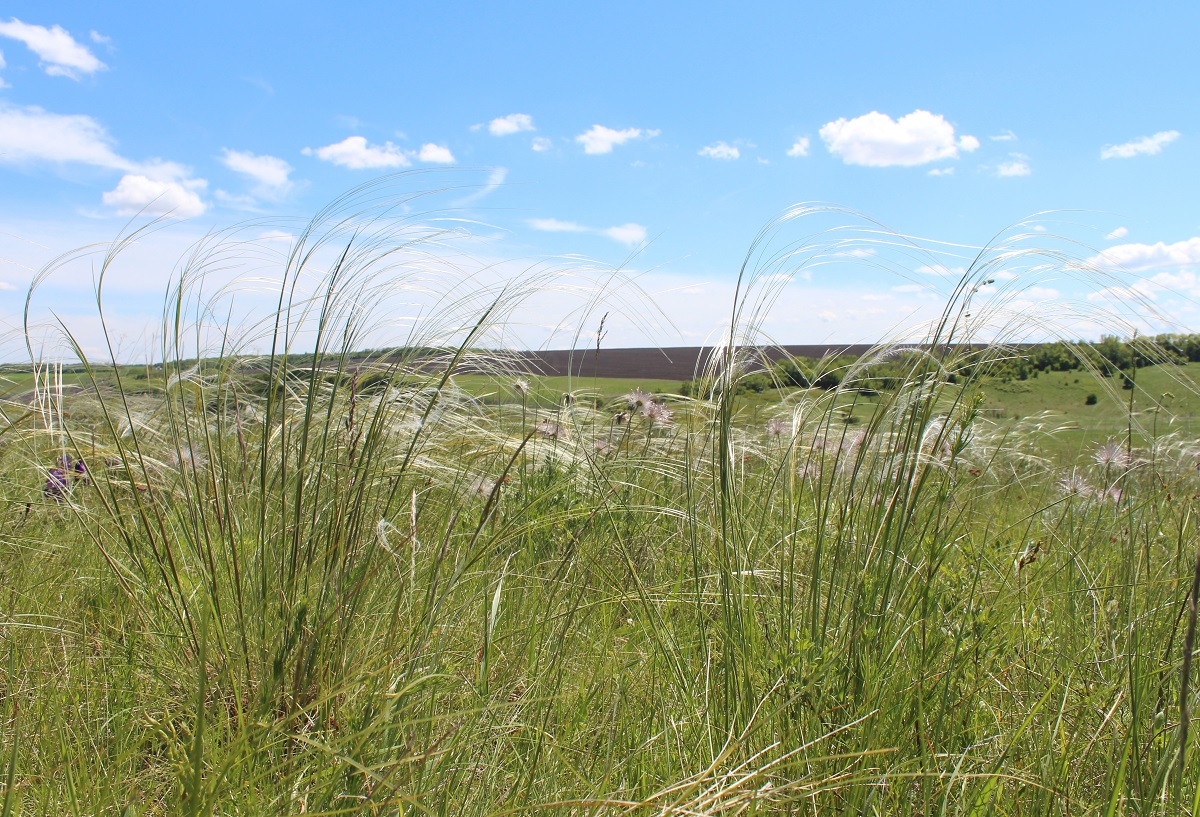 Изображение особи Stipa dasyphylla.