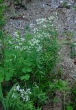 Galium boreale. Цветущие растения (слева видны листья Thalictrum). Хабаровский край, р-н им. Полины Осипенко, долина р. Гремячий Лог, берег реки. 18.07.2021.