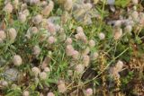 Trifolium arvense