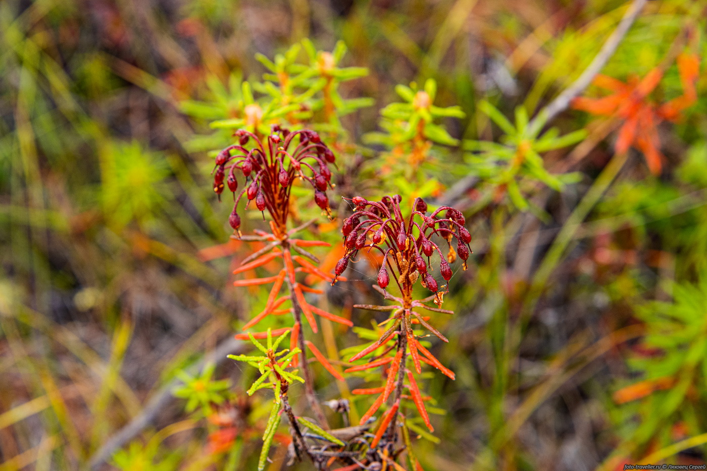 Image of genus Ledum specimen.