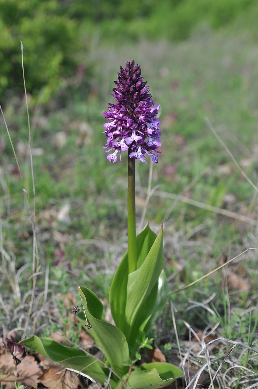 Изображение особи Orchis purpurea ssp. caucasica.